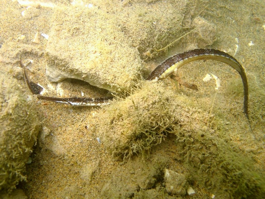 Syngnathus taenionotus